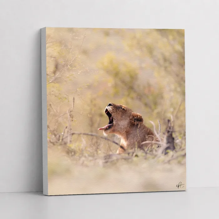 Premium deep-edge gallery canvas of a lioness