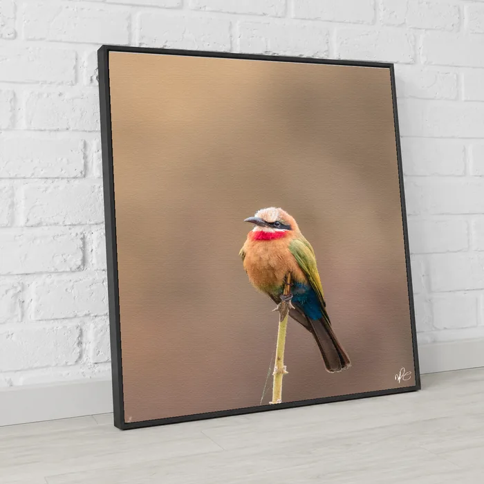Framed gallery canvas of a white-fronted bee-eater