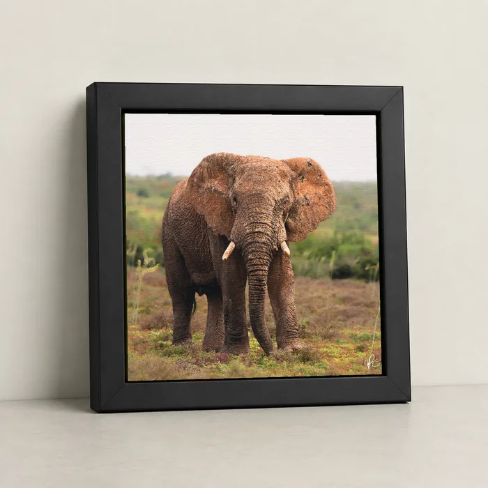 A framed canvas print of an elephant, leaning against a wall