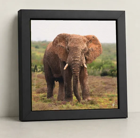 A framed canvas print of an elephant, leaning against a wall